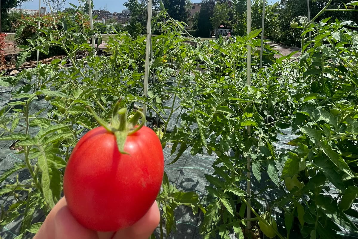 Tomate recién recogido en la mano, con las tomateras del huerto detrás